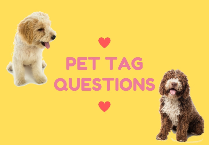Pet Tag Questions